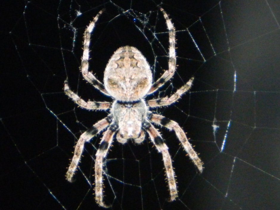 Мизгирь паутина