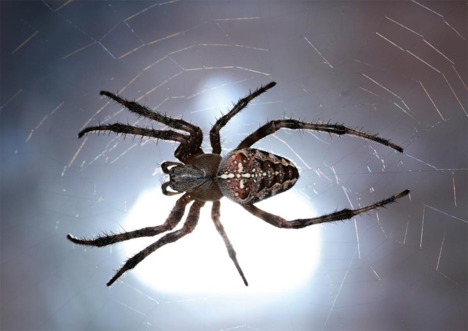 Обыкновенный крестовик - Araneus diadematus