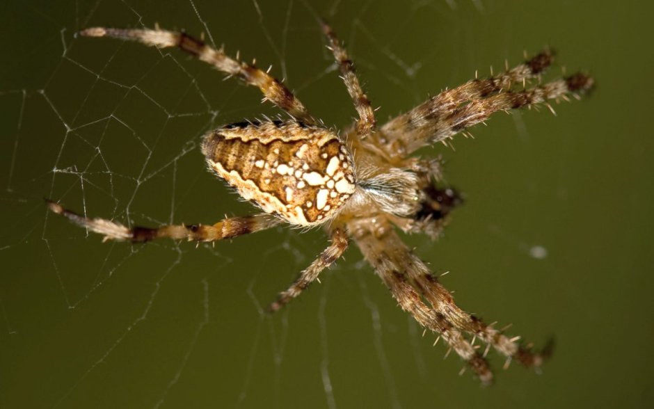 Паутина паука крестовика