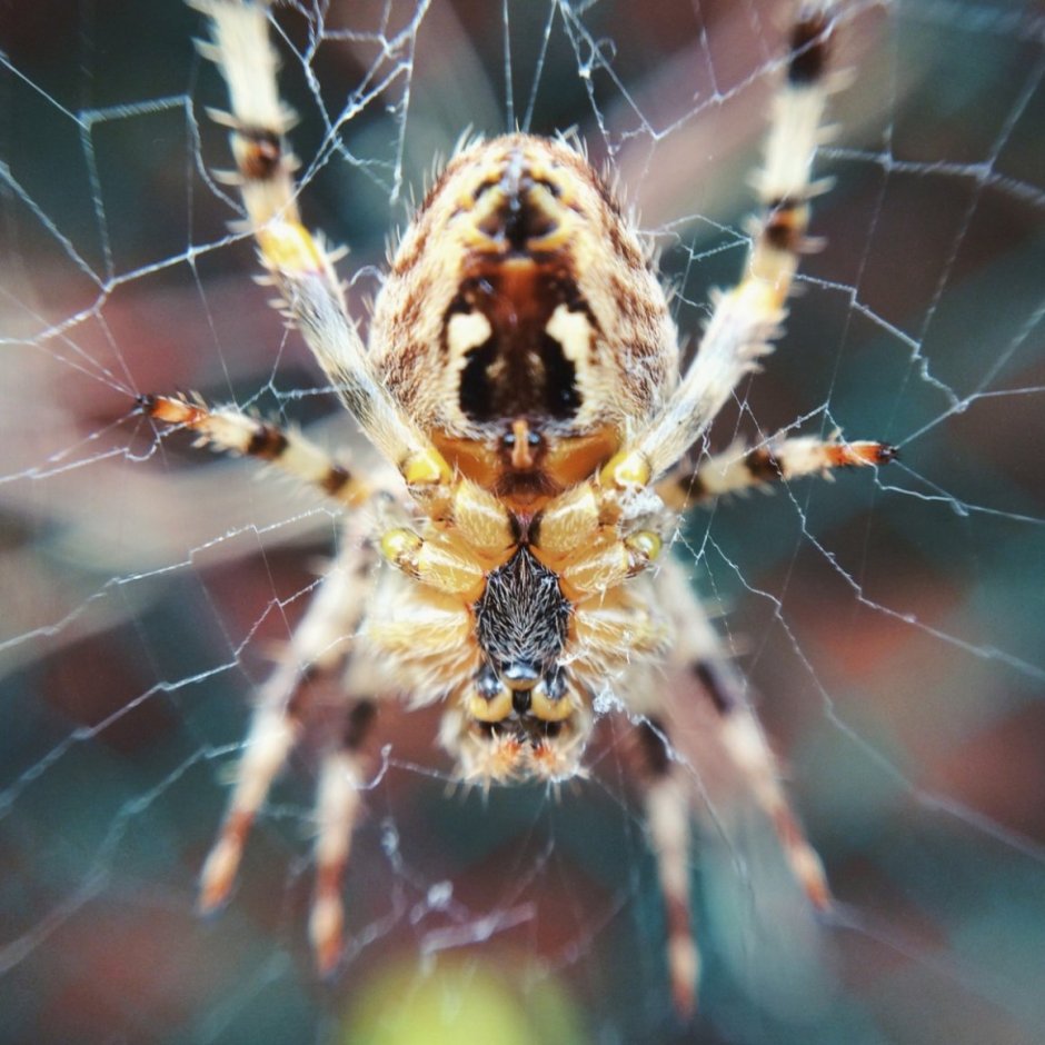 Паук Тарантул