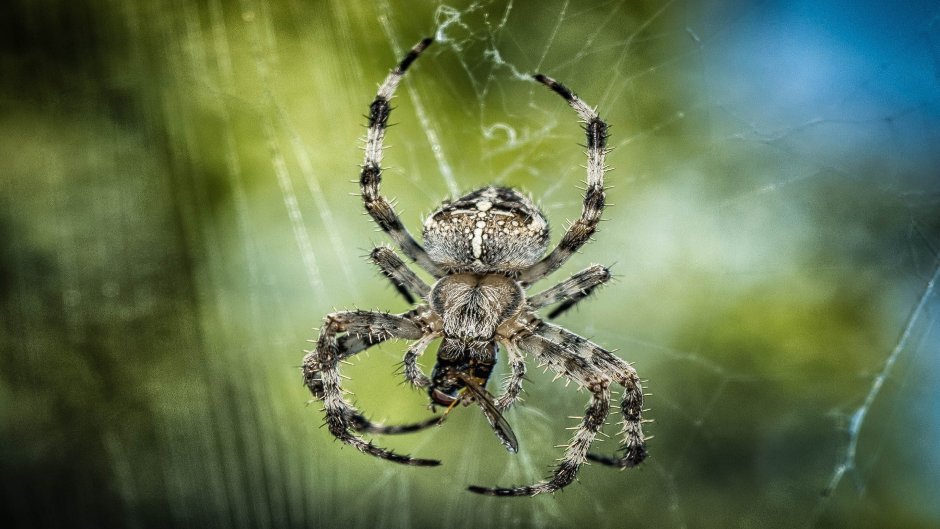 Каракурт Южнорусский Тарантул