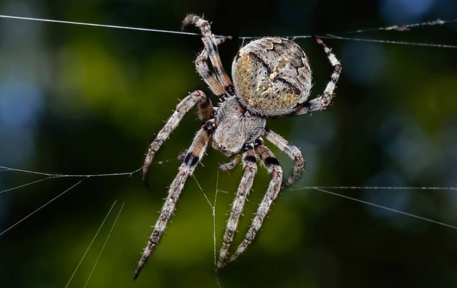 Паук крестовик зябкий