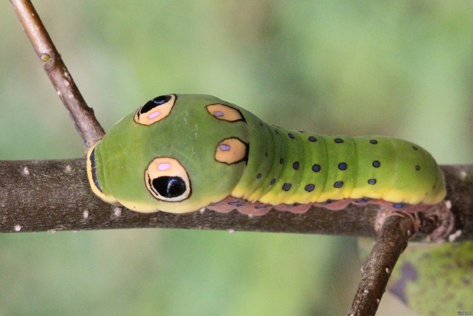 Papilio Troilus гусеница
