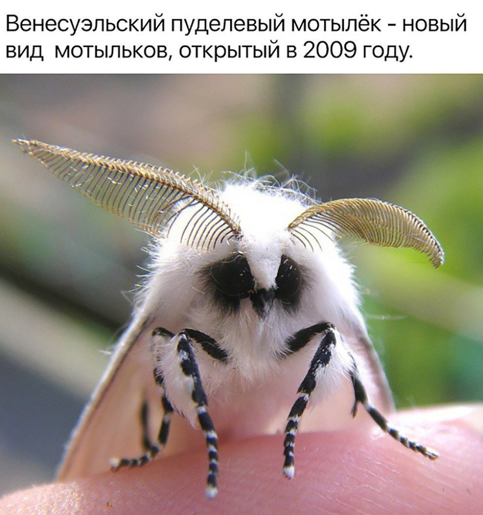 Венесуэльский пуделевый мотылек