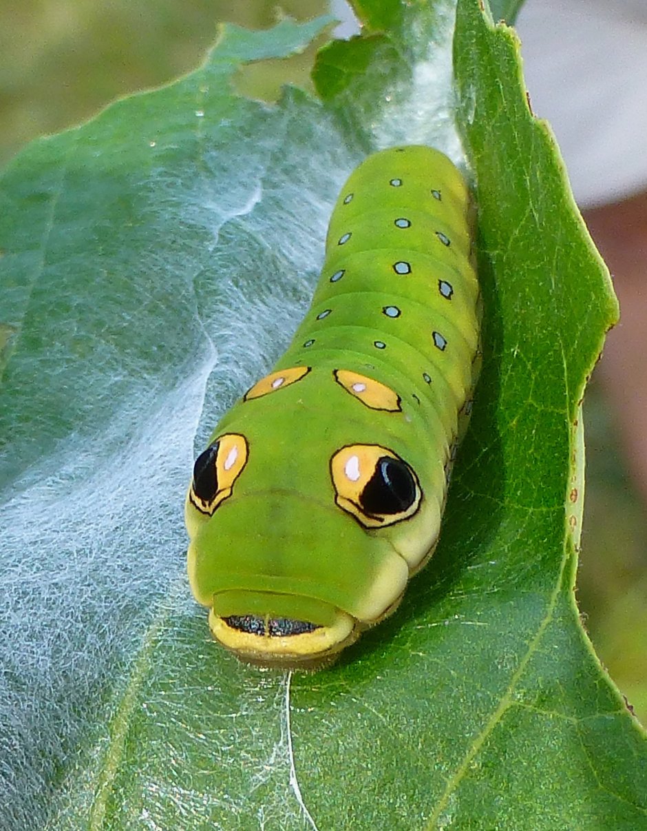 Papilio Troilus гусеница
