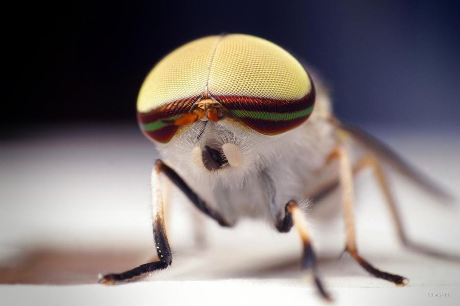 Tabanus lineola