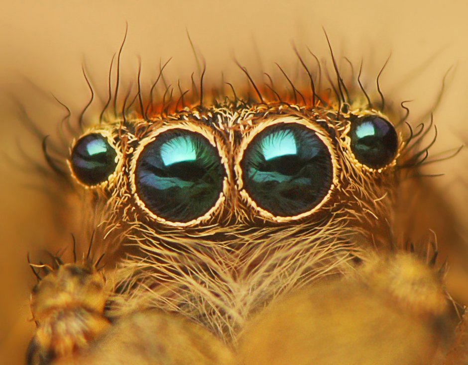 Гусеница Cerura vinula