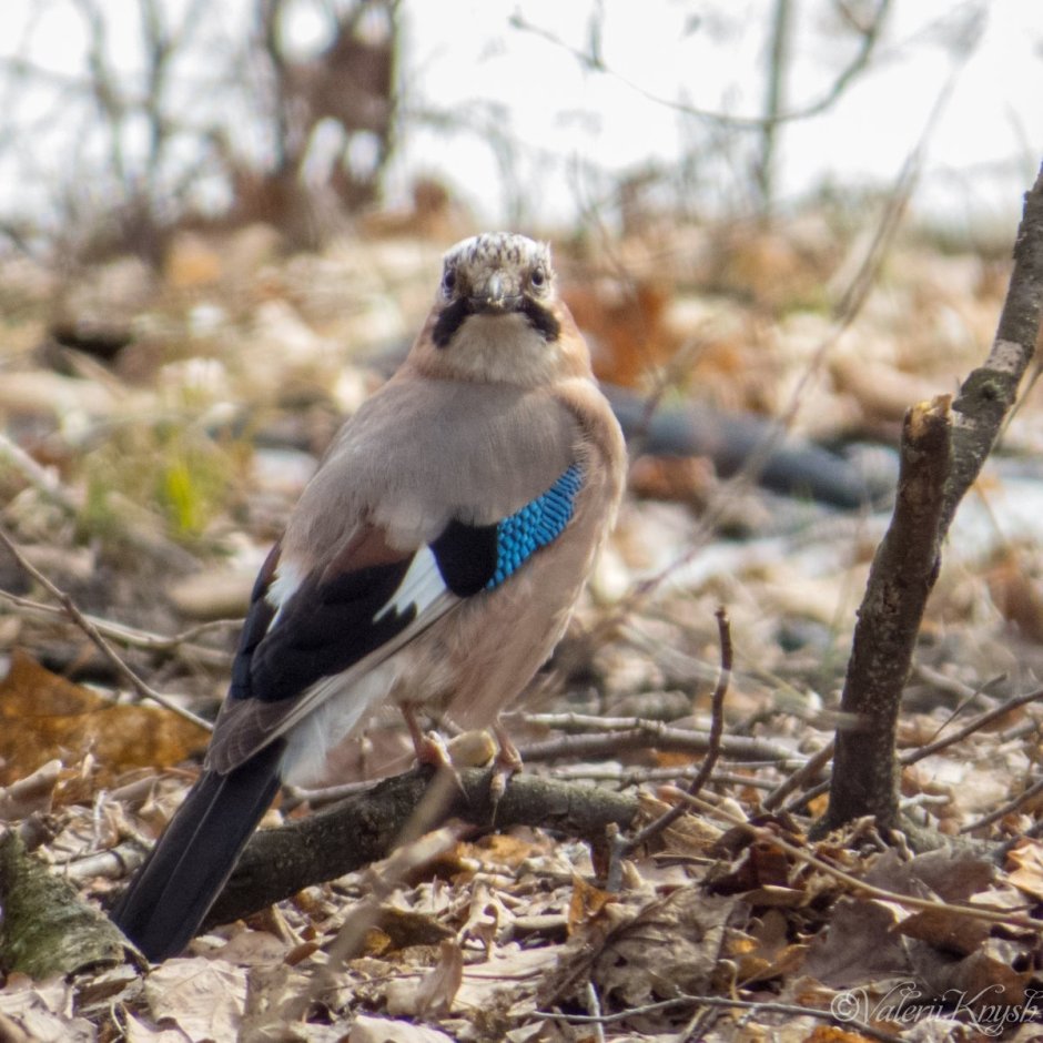 Сойка garrulus glandarius