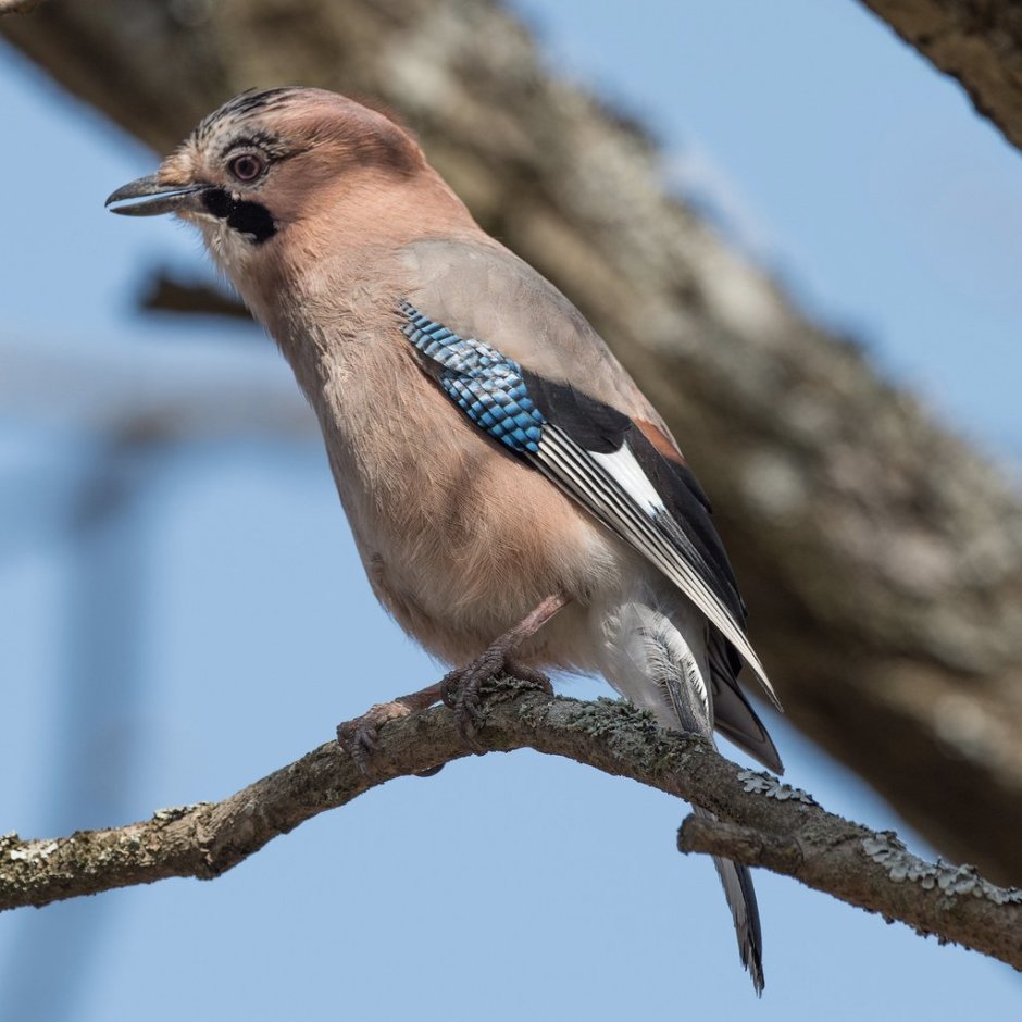 Сойка –garrulus glandarius l.