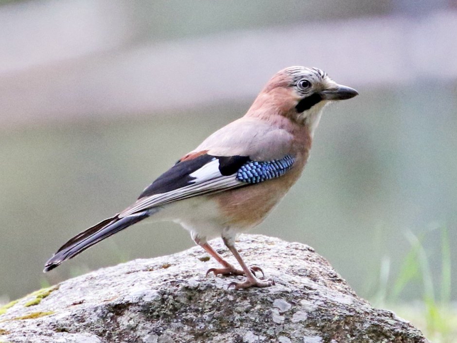 Garrulus lanceolatus гималайская Сойка