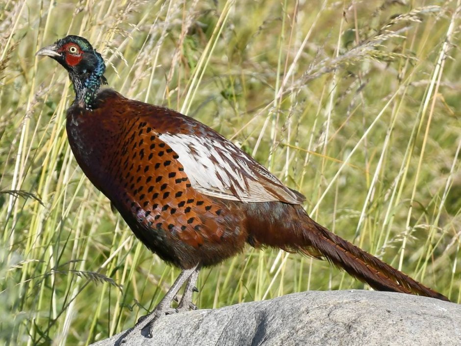 Фазан обыкновенный Phasianus colchicus