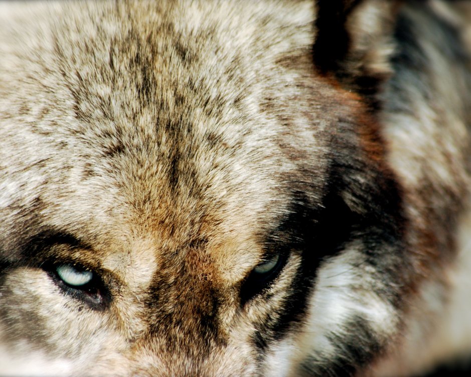 Глаза волка крупным планом