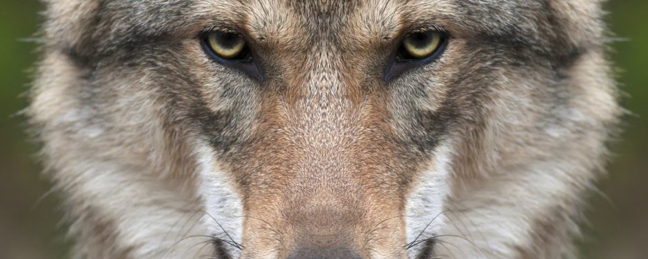 Волк взгляд глаза