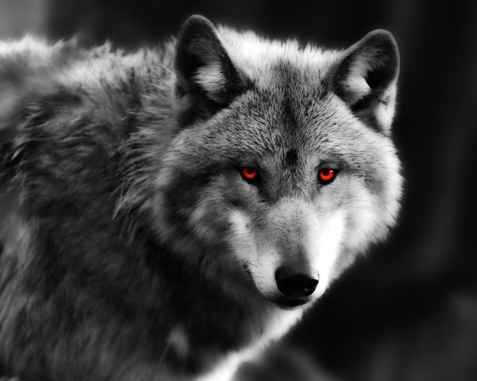 Волк обои