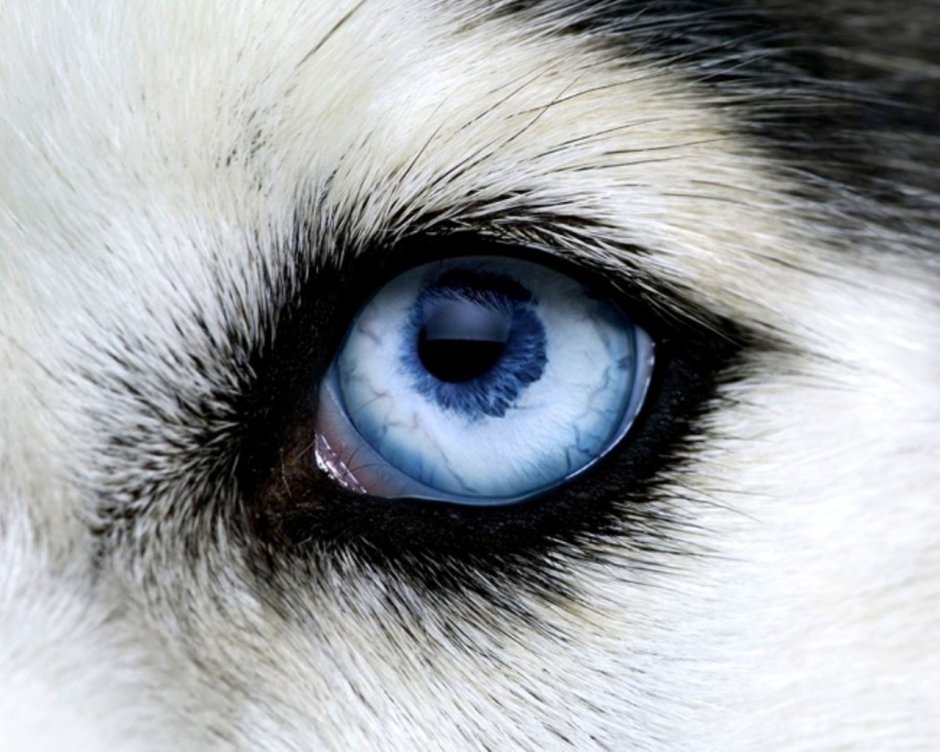 Хаски с голубыми глазами