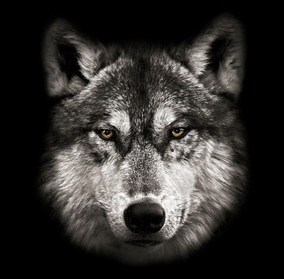 Взгляд волка
