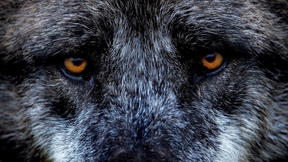 Волк грустный взгляд