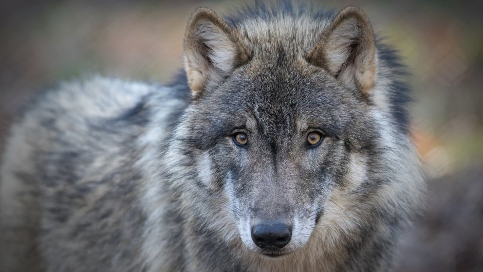 Морда волка