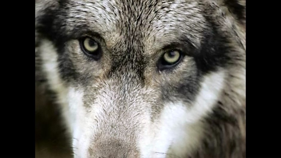 Цвет глаз волка