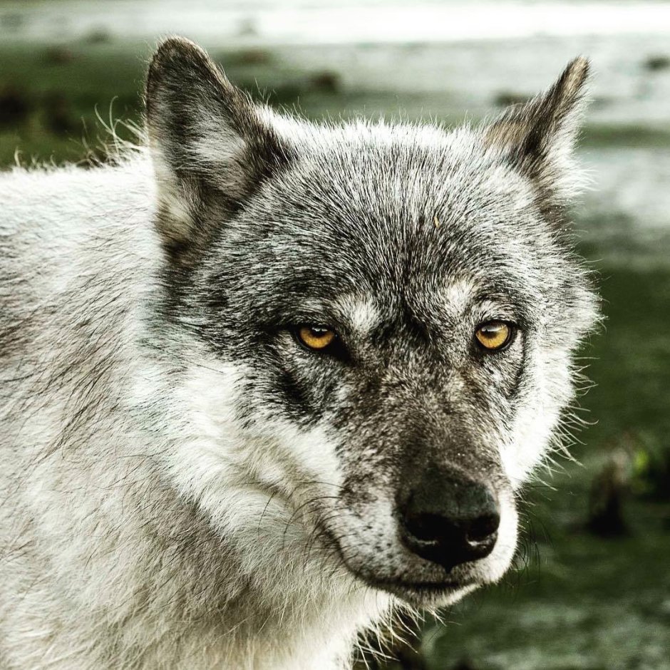 Преданный взгляд волка