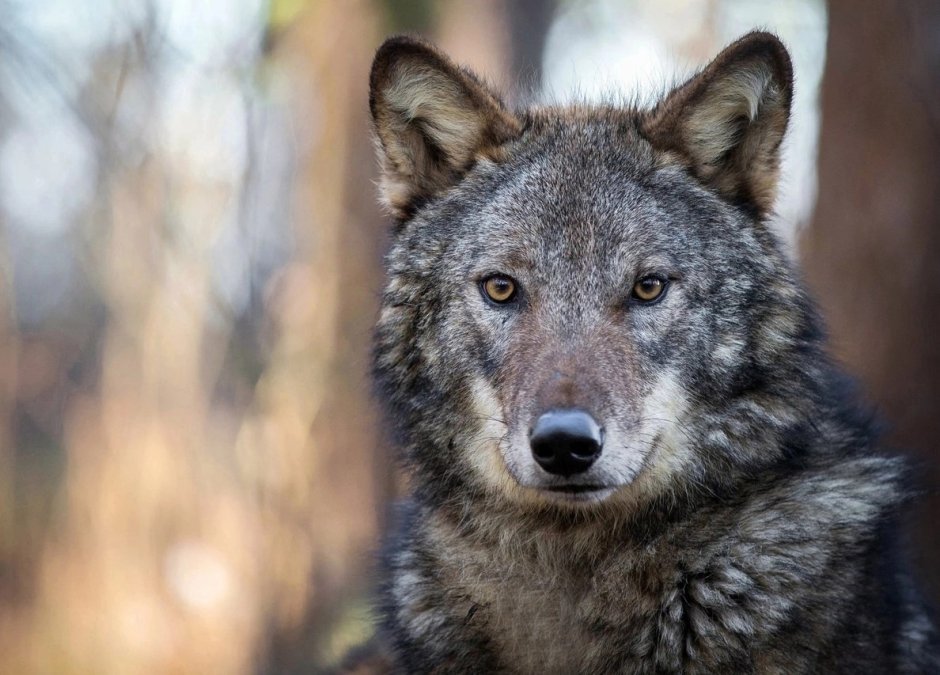 Голубоглазый волк