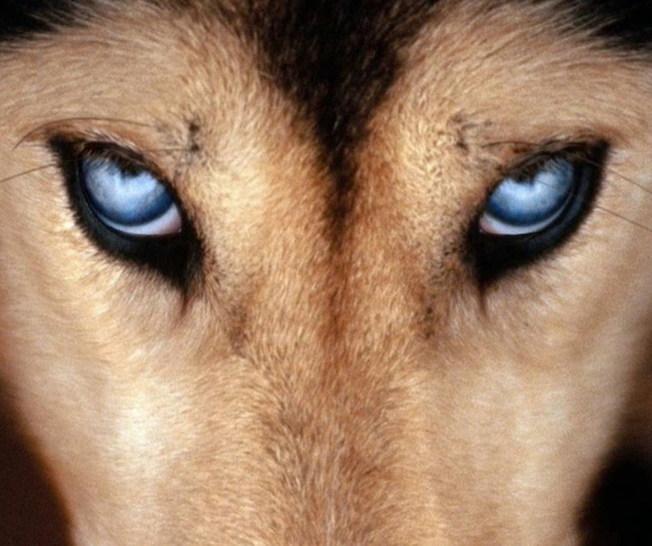Глаза собаки
