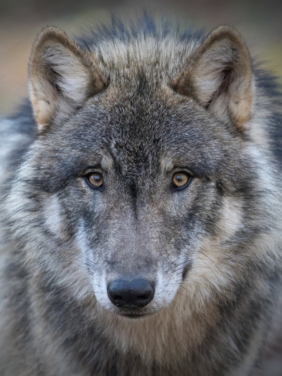 Взгляд волка