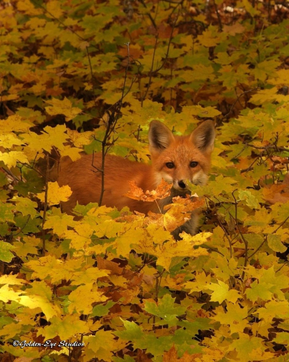 Red Fox актриса Лисичка