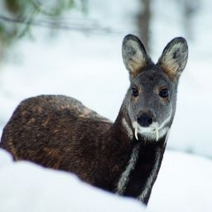 Норфолк фауна