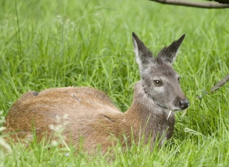 Сибирская кабарга