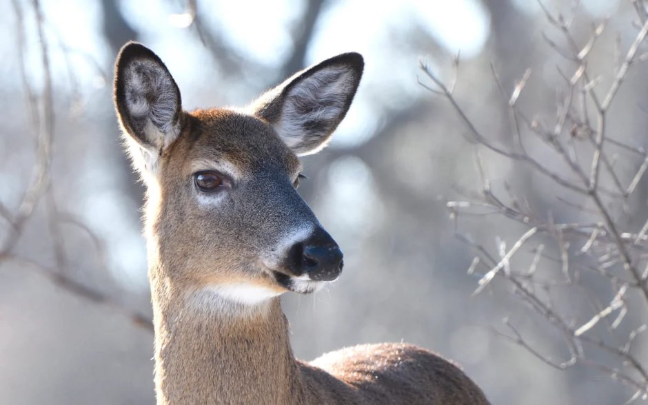 Кабарга самка