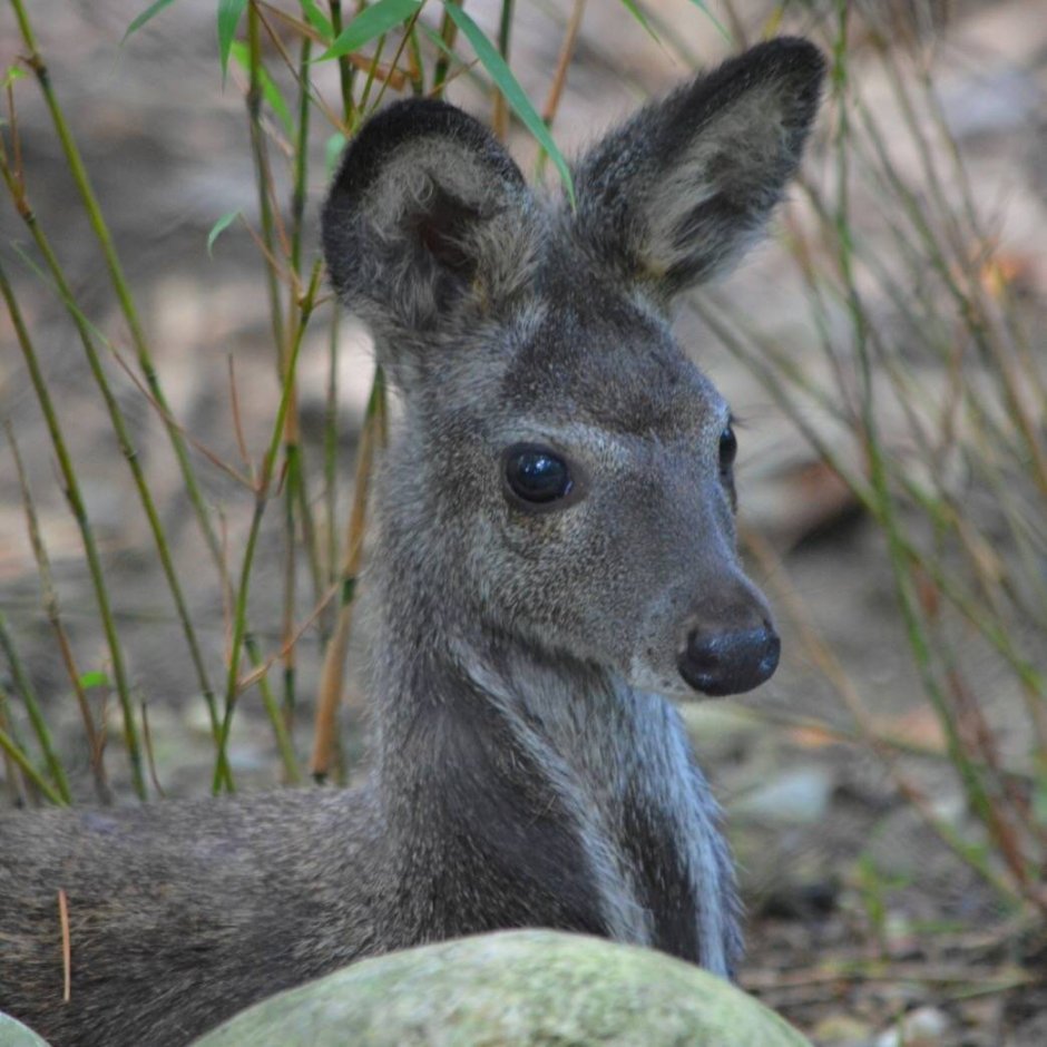 Сахалинская кабарга Moschus moschiferus sachalinensis