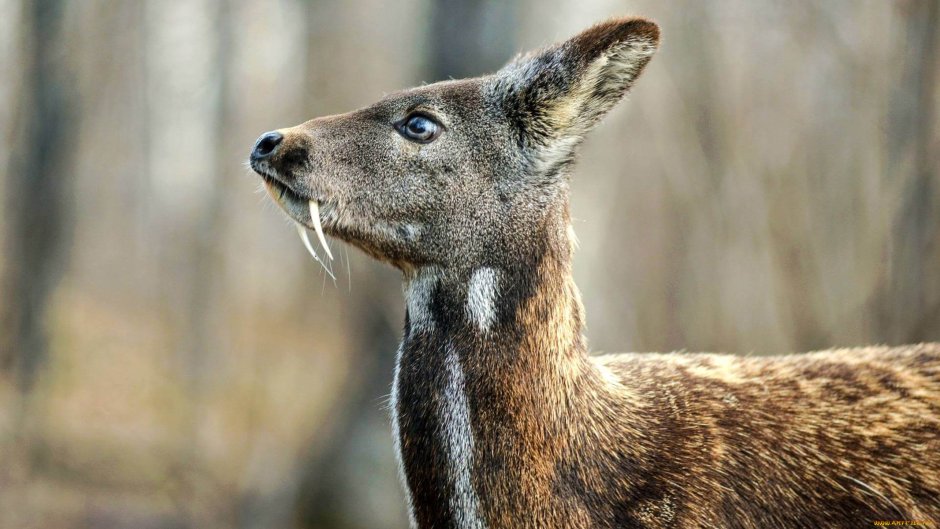 Сахалинская кабарга
