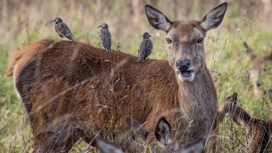 Сибирская кабарга