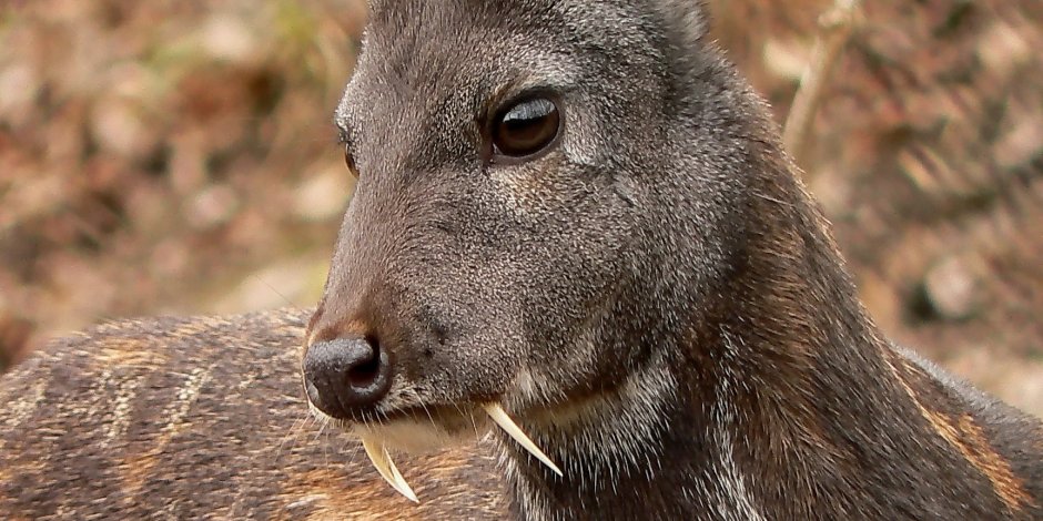 Сибирская кабарга