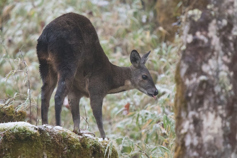 Гималайская кабарга