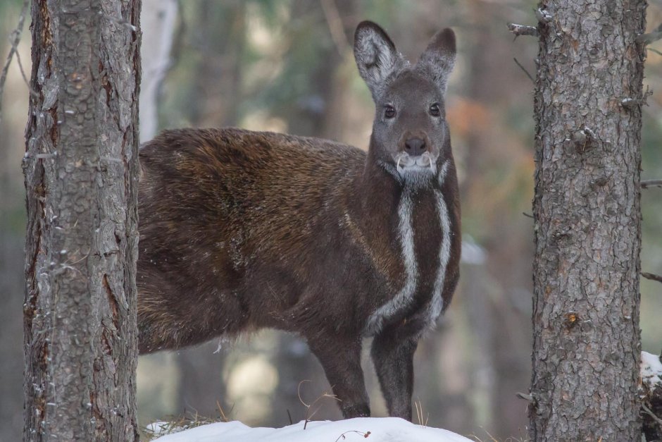 Гималайская кабарга