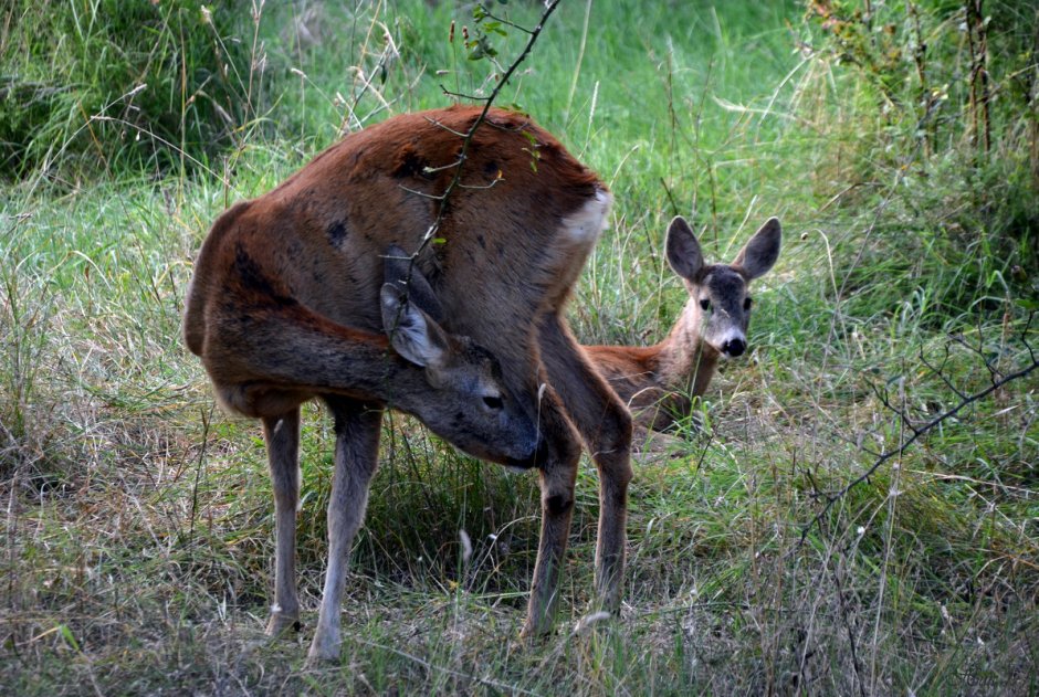 Сибирская кабарга