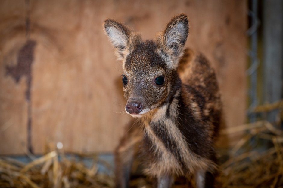 Кабарга животное