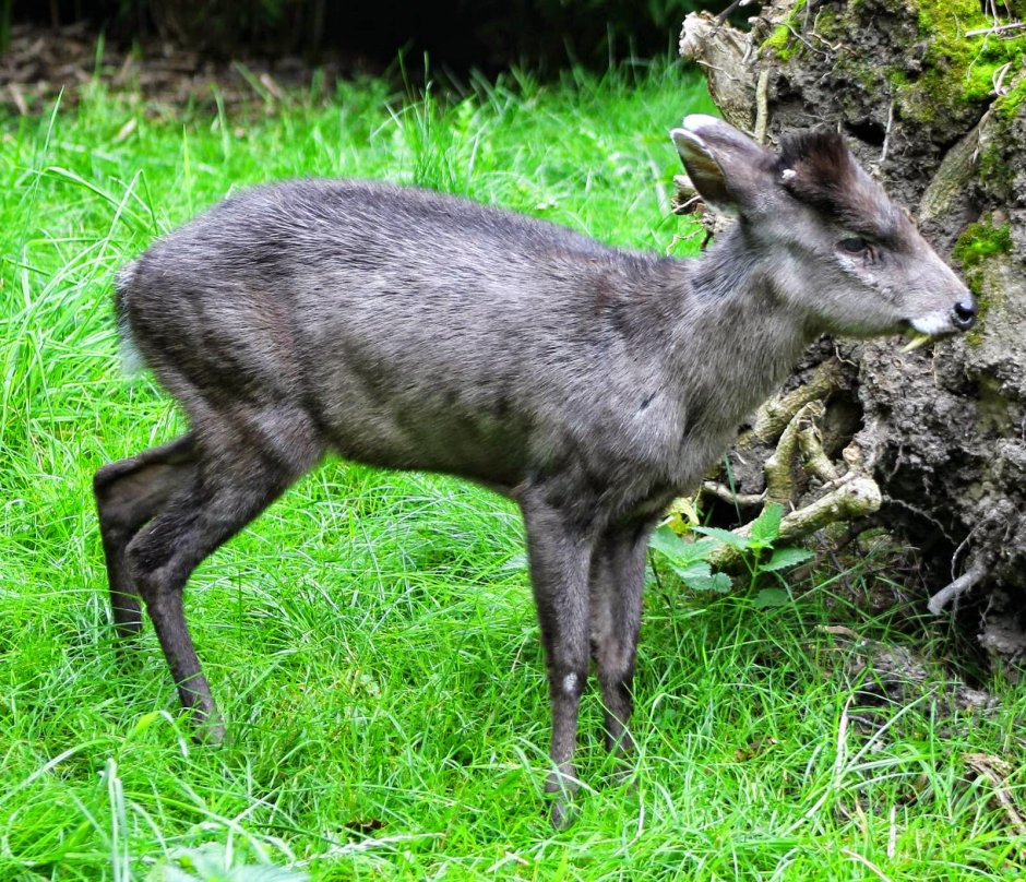 Сахалинская кабарга Moschus moschiferus sachalinensis