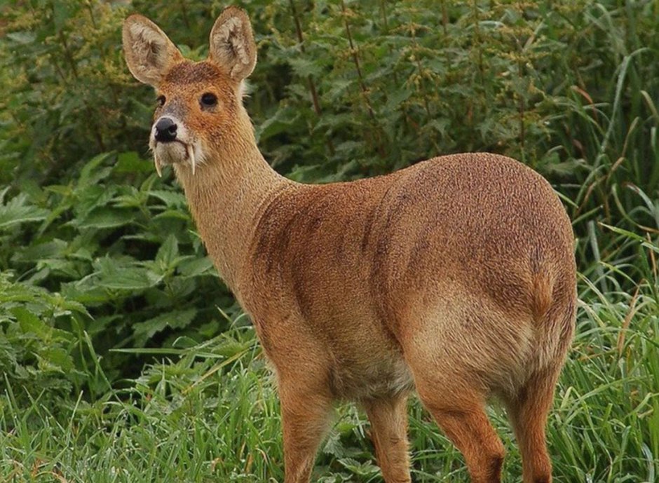 Сибирская кабарга