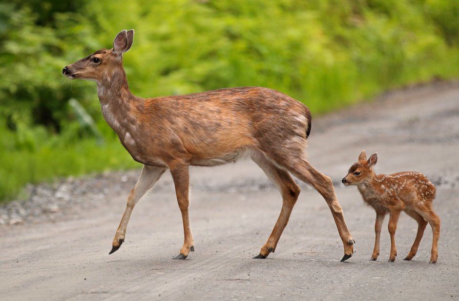 Сахалинская кабарга