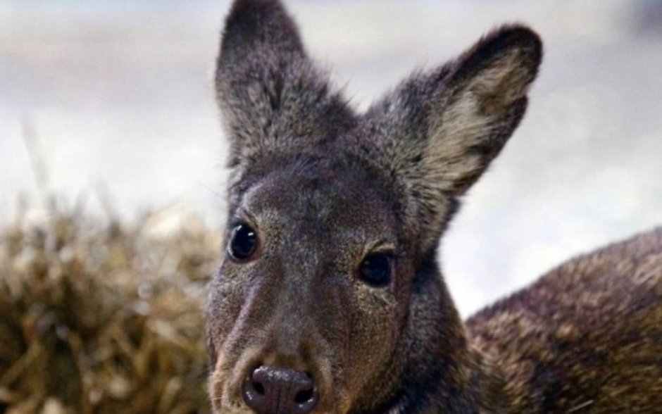 Косуля Сибирская кабарга