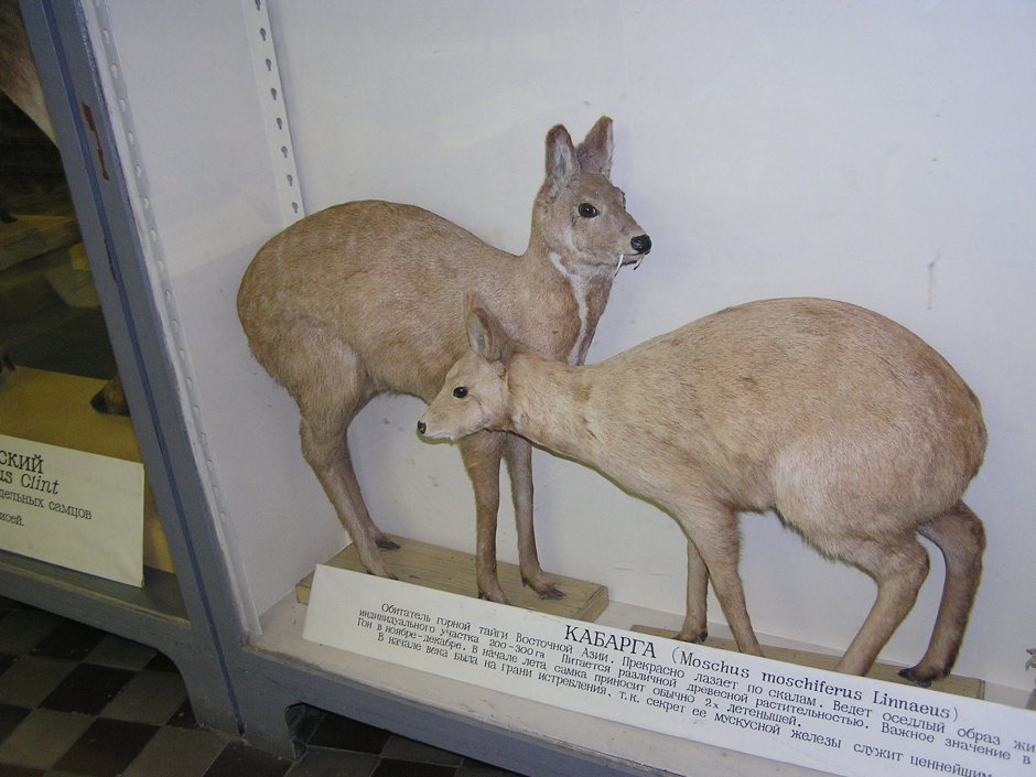 Олень кабарга