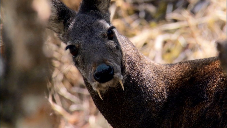 Африканская антилопа Дик-Дик
