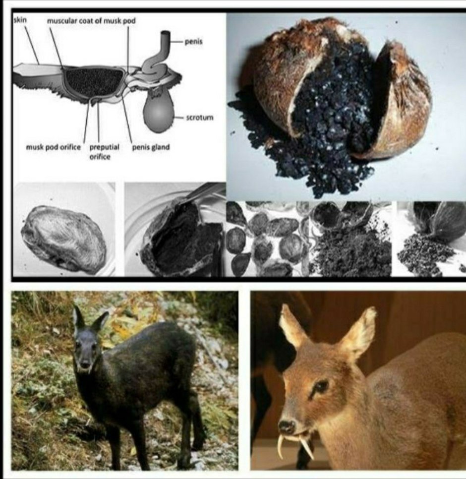 Мускусный олень кабарга