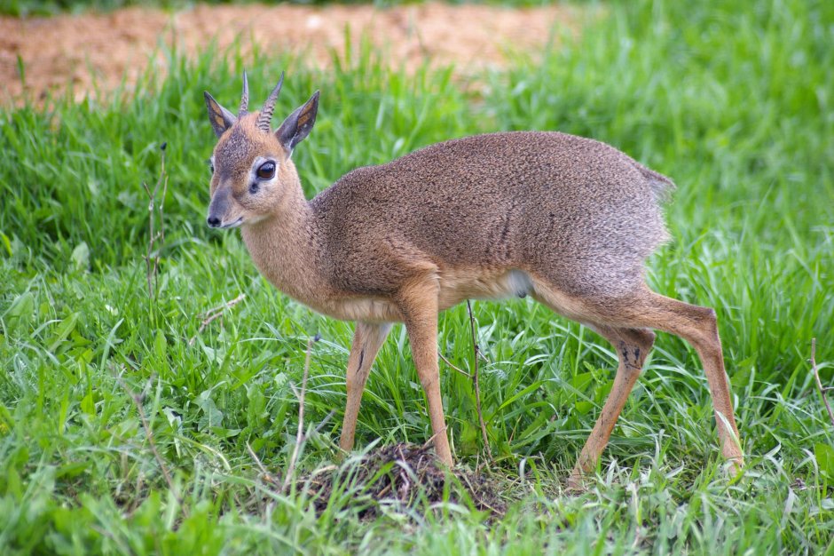 Водяной Олененок