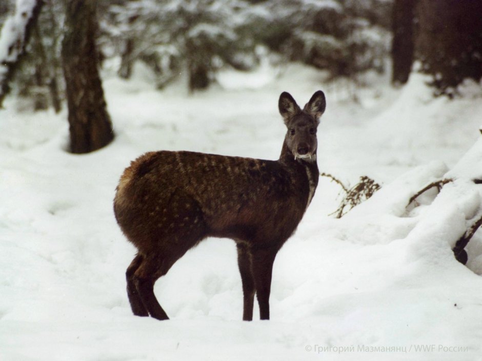 Сахалинская кабарга