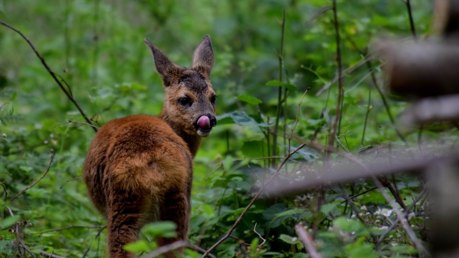 Водяной олень и кабарга
