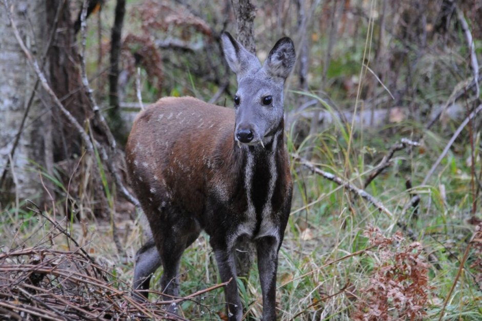 Сибирская кабарга